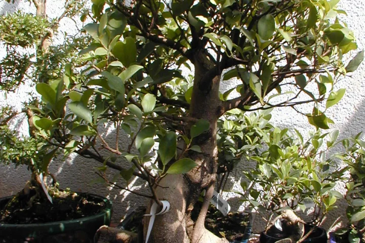 Ficus Ginseng bonsai with a dense leafy crown in a blue glazed pot