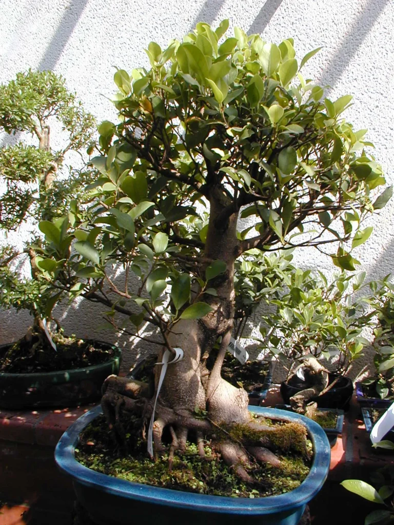 Ficus Ginseng bonsai with a dense leafy crown in a blue glazed pot