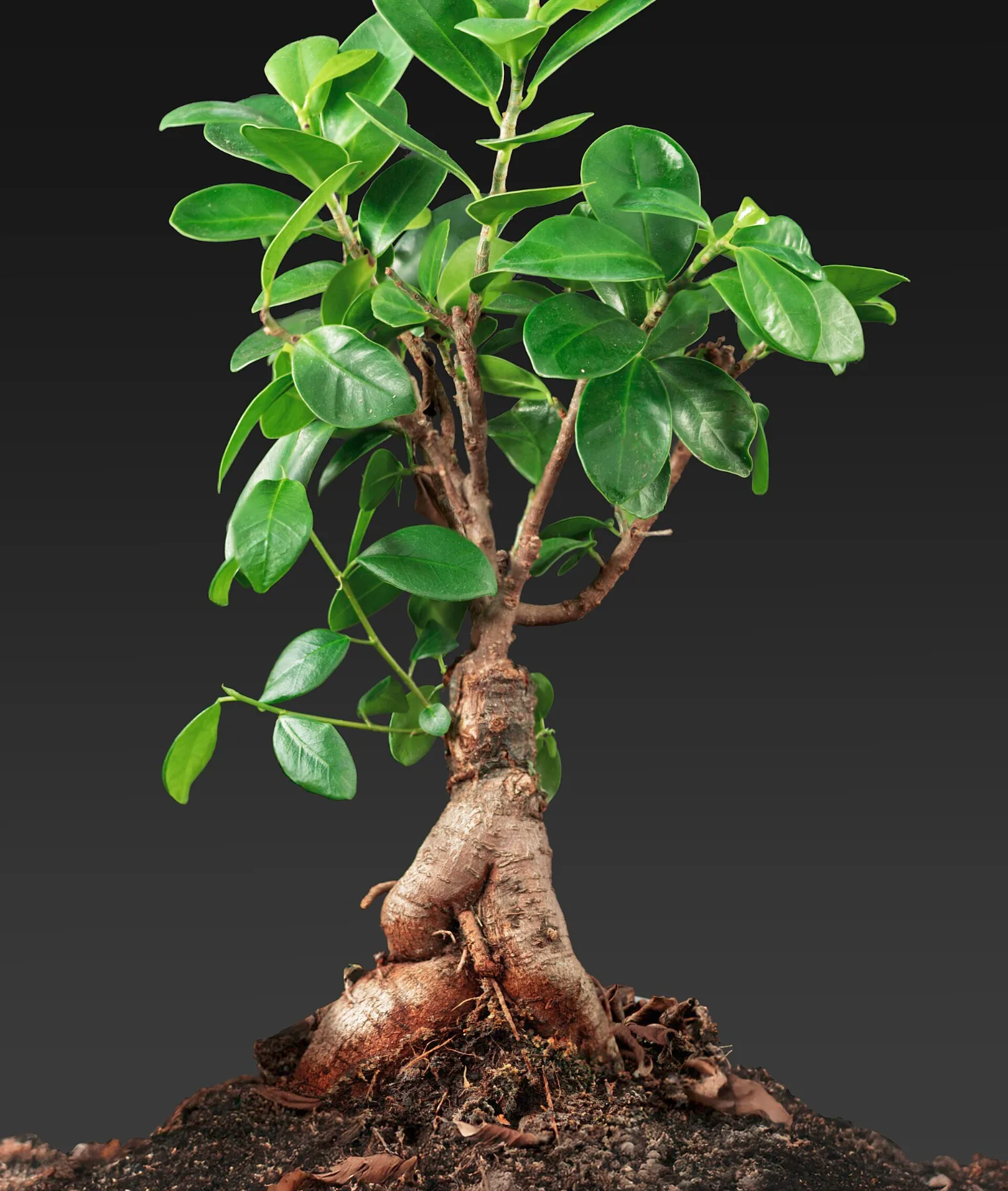 Ficus Ginseng bonsai with thick, swollen roots and glossy green leaves