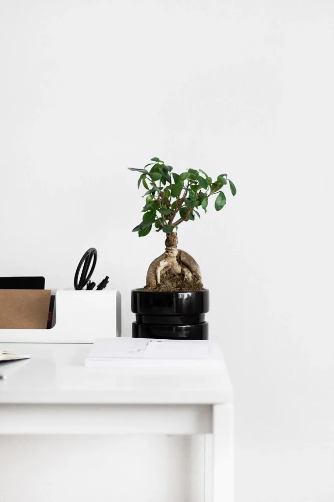 Small Ficus Ginseng in a dark pot on a white desk in a bright room