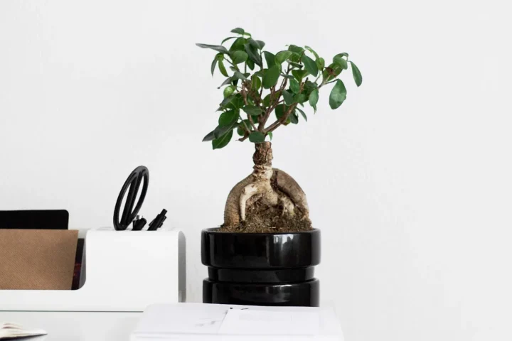 Small Ficus Ginseng in a dark pot on a white desk in a bright room