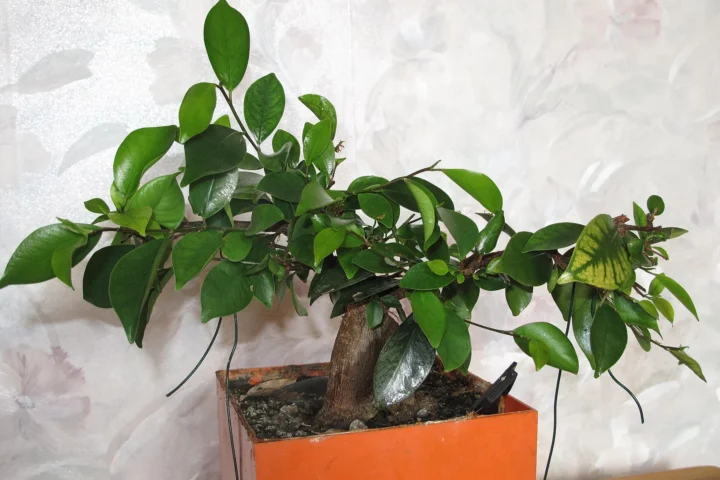 Young Ficus Ginseng with a bulbous root in an orange pot
