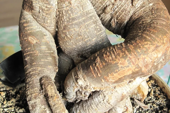 Close-up of the thick root and bark of a Ficus Ginseng