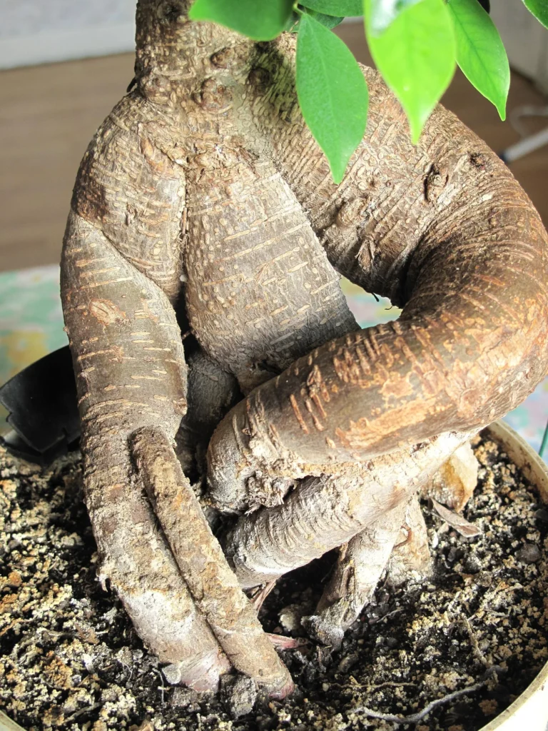 Close-up of the thick root and bark of a Ficus Ginseng