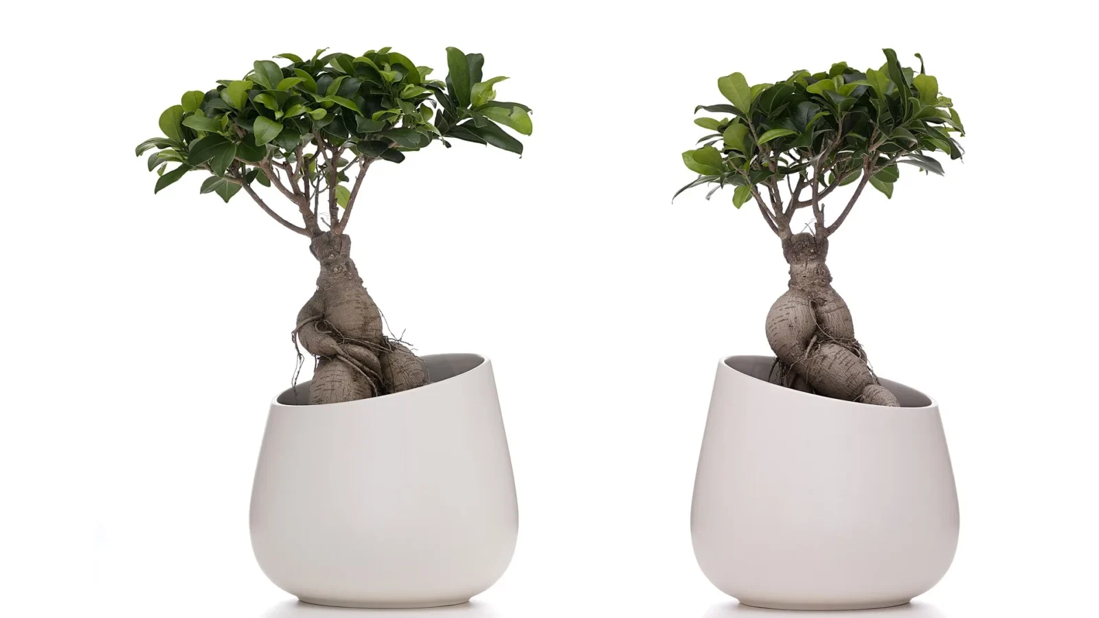 The same Ficus Ginseng seen from two angles, showing its sculpted root