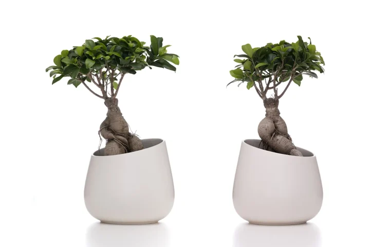 The same Ficus Ginseng seen from two angles, showing its sculpted root