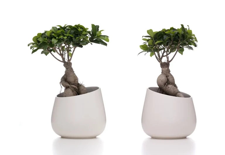 The same Ficus Ginseng seen from two angles, showing its sculpted root