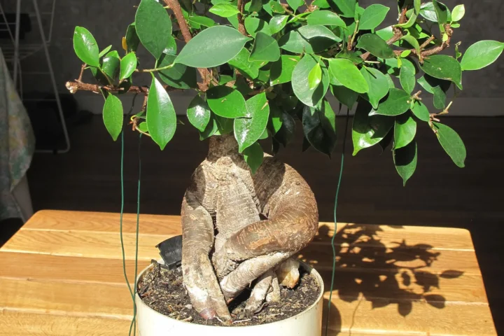Ficus Ginseng bonsai with large twin roots in a white ceramic pot