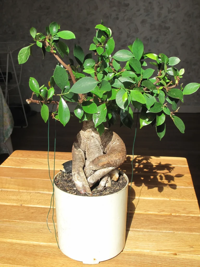 Ficus Ginseng bonsai with large twin roots in a white ceramic pot