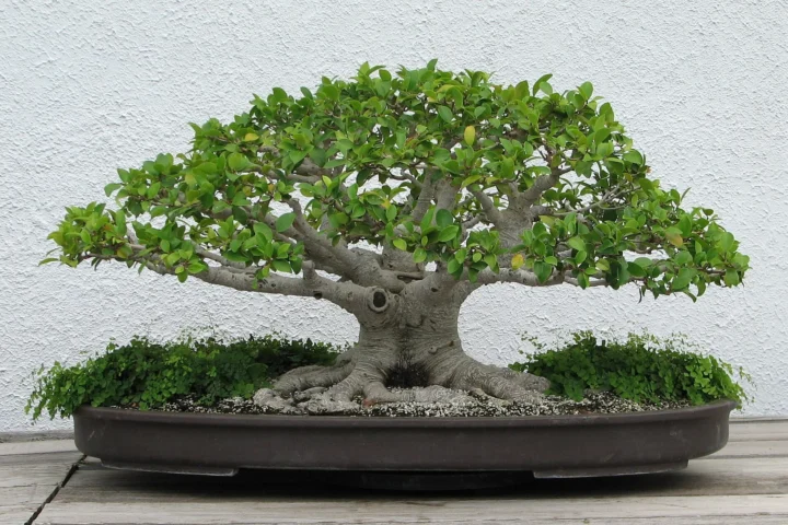 Chinese banyan (Ficus microcarpa) bonsai with spreading, curved branches