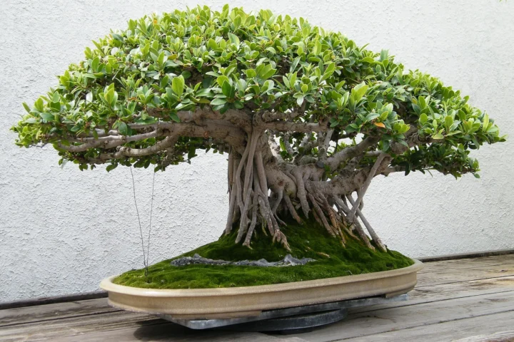 Chinese banyan (Ficus microcarpa) bonsai with a moss-covered base at the National Bonsai and Penjing Museum