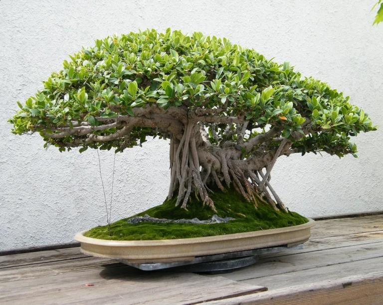 Chinese banyan (Ficus microcarpa) bonsai with a moss-covered base