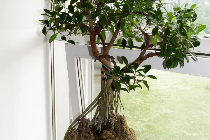 Ficus microcarpa bonsai with roots growing over a rock