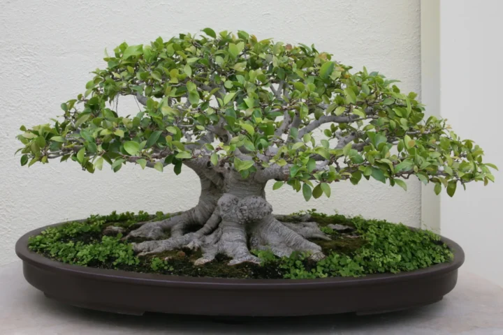 Ficus microcarpa Retusa bonsai in a shallow tray