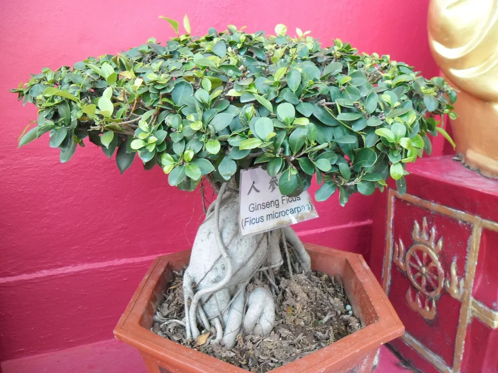 Ginseng ficus with a pale twisted root grown as an ornamental plant in Hong Kong