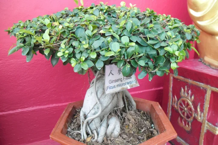 Ginseng ficus with a pale twisted root grown as an ornamental plant in Hong Kong